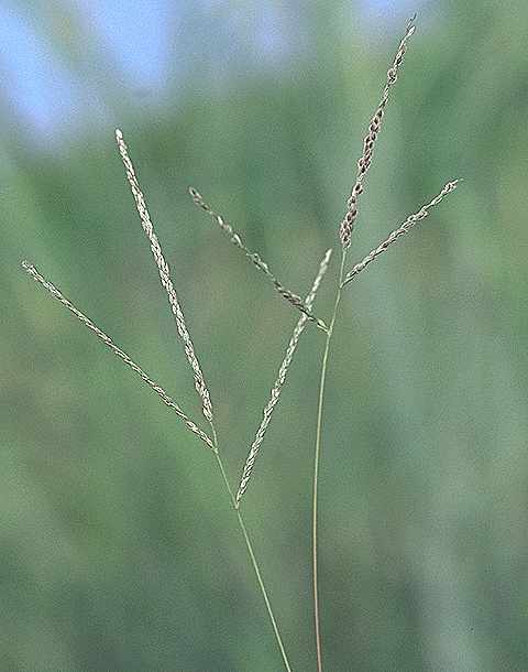 Détail de Digitaria argillacea - Poaceae - © Thomas le Bourgeois / CIRAD