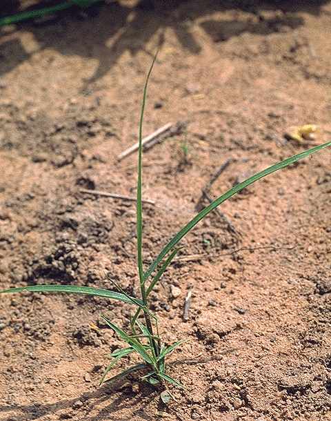 Plantule de Digitaria argillacea - Poaceae - © Thomas le Bourgeois / CIRAD