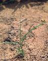 Digitaria argillacea - Poaceae au stade plantule - © Thomas le Bourgeois / CIRAD