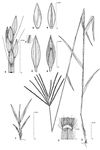 Dessin botanique de Digitaria horizontalis - Poaceae - © Kamga Tchaye / CIRAD