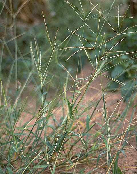 Exemplaire adulte de Digitaria horizontalis - Poaceae - © Thomas le Bourgeois / CIRAD