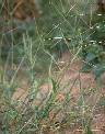 Digitaria horizontalis - Poaceae au stade adulte - © Thomas le Bourgeois / CIRAD