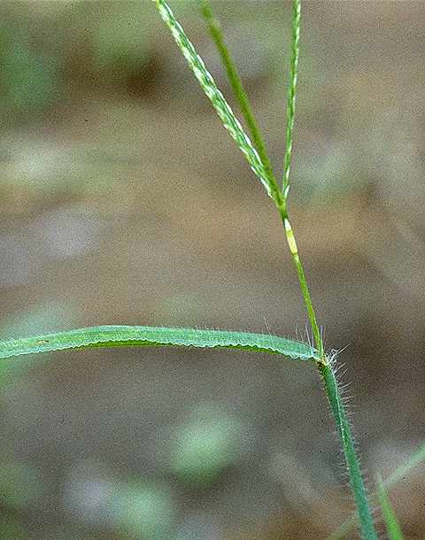 Détail de Digitaria horizontalis - Poaceae - © Thomas le Bourgeois / CIRAD