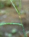 Détail de Digitaria horizontalis - Poaceae - © Thomas le Bourgeois / CIRAD