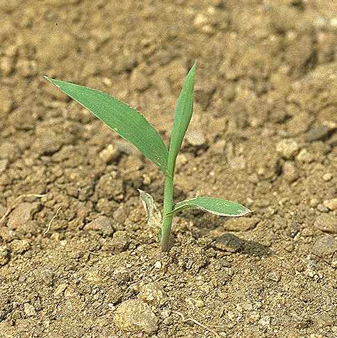 Plantule de Digitaria horizontalis - Poaceae - © Thomas le Bourgeois / CIRAD
