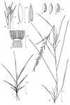 Dessin botanique de Dinebra retroflexa - Poaceae - © Kamga Tchaye / CIRAD