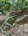Dinebra retroflexa - Poaceae au stade adulte - © Thomas le Bourgeois / CIRAD