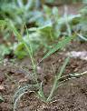 Dinebra retroflexa - Poaceae au stade plantule - © Thomas le Bourgeois / CIRAD