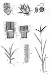Dessin botanique de Dactyloctenium aegyptium - Poaceae - © Kamga Tchaye / CIRAD