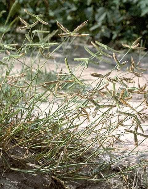 Exemplaire adulte de Dactyloctenium aegyptium - Poaceae - © Thomas le Bourgeois / CIRAD