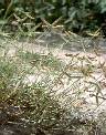 Dactyloctenium aegyptium - Poaceae au stade adulte - © Thomas le Bourgeois / CIRAD