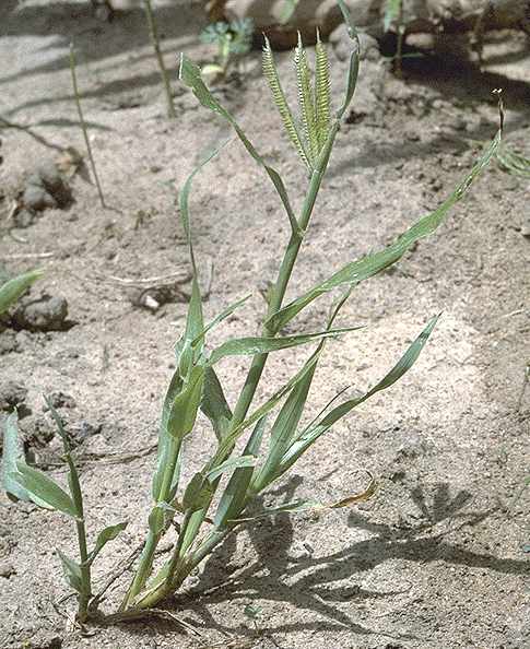 Détail de Dactyloctenium aegyptium - Poaceae - © Thomas le Bourgeois / CIRAD