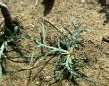 Dactyloctenium aegyptium - Poaceae au stade plantule - © Thomas le Bourgeois / CIRAD