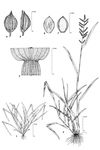 Dessin botanique de Echinochloa colona - Poaceae - © Kamga Tchaye / CIRAD