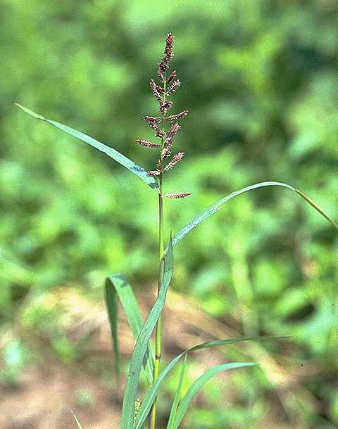 Exemplaire adulte de Echinochloa colona - Poaceae - © Thomas le Bourgeois / CIRAD