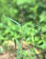 Echinochloa colona - Poaceae au stade adulte - © Thomas le Bourgeois / CIRAD