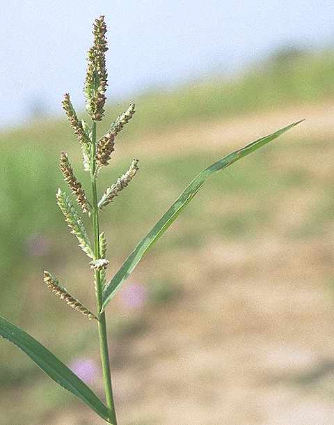 Détail de Echinochloa colona - Poaceae - © Thomas le Bourgeois / CIRAD