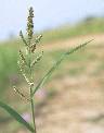 Détail de Echinochloa colona - Poaceae - © Thomas le Bourgeois / CIRAD
