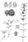 Dessin botanique de Euphorbia convolvuloides - Euphorbiaceae - © Kamga Tchaye / CIRAD