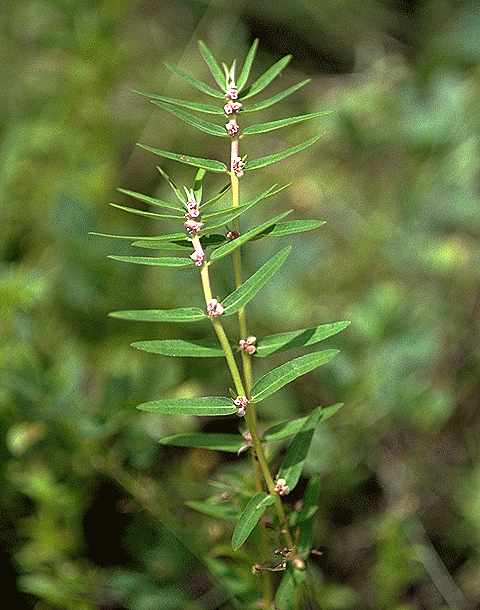 Exemplaire adulte de Euphorbia convolvuloides - Euphorbiaceae - © Thomas le Bourgeois / CIRAD