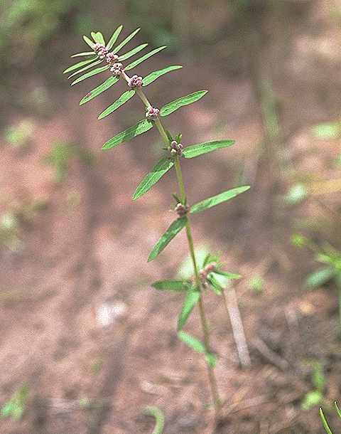 Détail de Euphorbia convolvuloides - Euphorbiaceae - © Thomas le Bourgeois / CIRAD