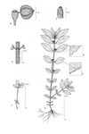 Dessin botanique de Chamaesyce hirta - Euphorbiaceae - © Kamga Tchaye / CIRAD