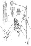 Dessin botanique de Eragrostis cilianensis - Poaceae - © Kamga Tchaye / CIRAD