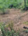 Eragrostis cilianensis - Poaceae au stade adulte - © Thomas le Bourgeois / CIRAD