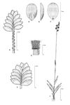 Dessin botanique de Eragrostis turgida - Poaceae - © Kamga Tchaye / CIRAD