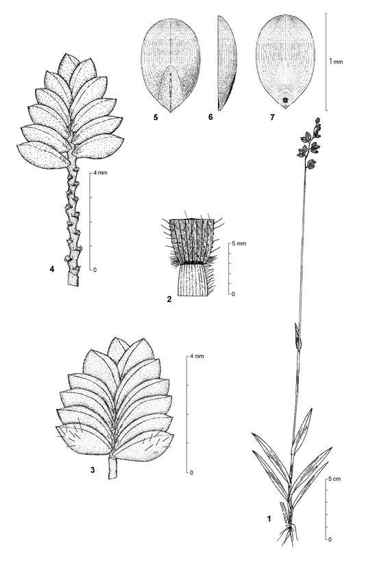 Dessin botanique de Eragrostis turgida - Poaceae - © Kamga Tchaye / CIRAD