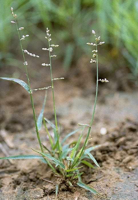 Exemplaire adulte de Eragrostis turgida - Poaceae - © Thomas le Bourgeois / CIRAD