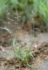 Eragrostis turgida - Poaceae au stade adulte - © Thomas le Bourgeois / CIRAD