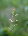 Détail de Eragrostis turgida - Poaceae - © Thomas le Bourgeois / CIRAD