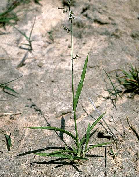 Plantule de Eragrostis turgida - Poaceae - © Thomas le Bourgeois / CIRAD