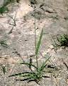 Eragrostis turgida - Poaceae au stade plantule - © Thomas le Bourgeois / CIRAD