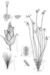 Dessin botanique de Bulbostylis hispidula - Cyperaceae - © Kamga Tchaye / CIRAD