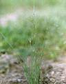 Bulbostylis hispidula - Cyperaceae au stade adulte - © Thomas le Bourgeois / CIRAD