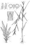 Dessin botanique de Mnesithea granularis - Poaceae - © Kamga Tchaye / CIRAD