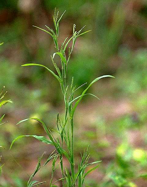 Exemplaire adulte de Mnesithea granularis - Poaceae - © Thomas le Bourgeois / CIRAD