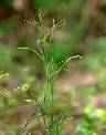 Mnesithea granularis - Poaceae au stade adulte - © Thomas le Bourgeois / CIRAD