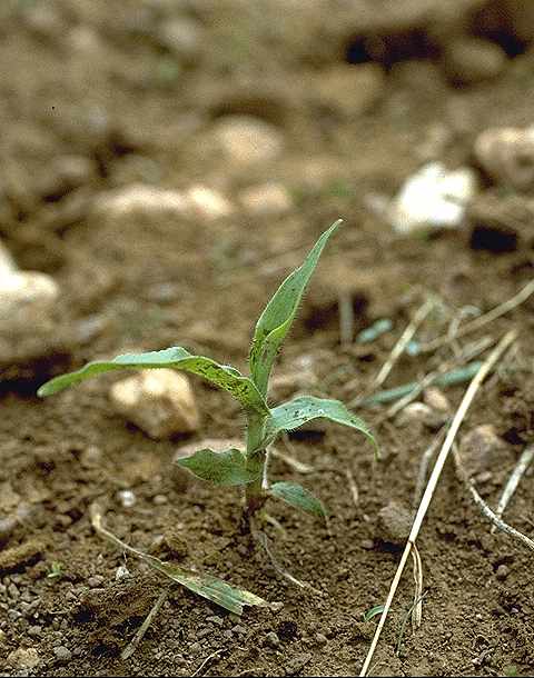 Plantule de Mnesithea granularis - Poaceae - © Thomas le Bourgeois / CIRAD