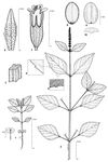 Dessin botanique de Hyptis spicigera - Lamiaceae - © Kamga Tchaye / CIRAD