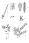 Dessin botanique de Indigofera dendroides - Fabaceae - © Kamga Tchaye / CIRAD