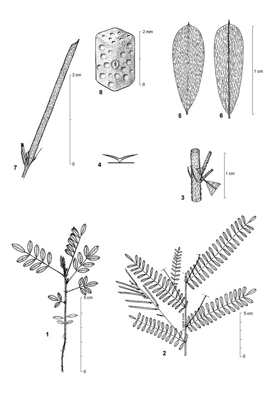 Dessin botanique de Indigofera dendroides - Fabaceae - © Kamga Tchaye / CIRAD