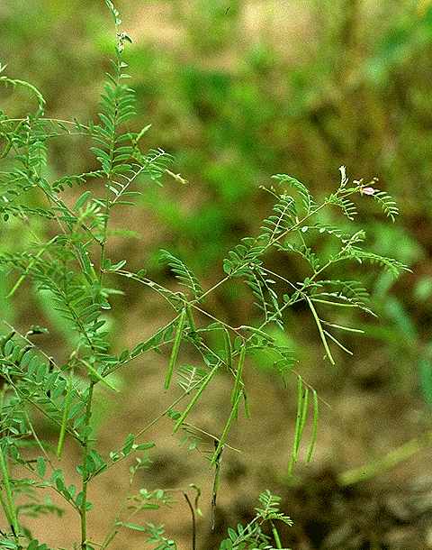 Exemplaire adulte de Indigofera dendroides - Fabaceae - © Thomas le Bourgeois / CIRAD