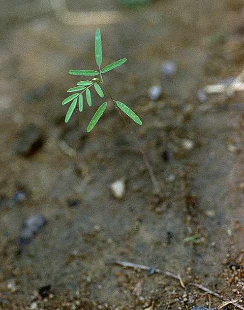 Plantule de Indigofera dendroides - Fabaceae - © Thomas le Bourgeois / CIRAD