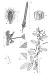 Dessin botanique de Indigofera pilosa - Fabaceae - © Kamga Tchaye / CIRAD