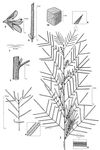 Dessin botanique de Indigofera stenophylla - Fabaceae - © Kamga Tchaye / CIRAD