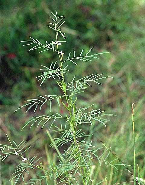 Exemplaire adulte de Indigofera stenophylla - Fabaceae - © Thomas le Bourgeois / CIRAD
