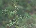 Détail de Indigofera stenophylla - Fabaceae - © Thomas le Bourgeois / CIRAD